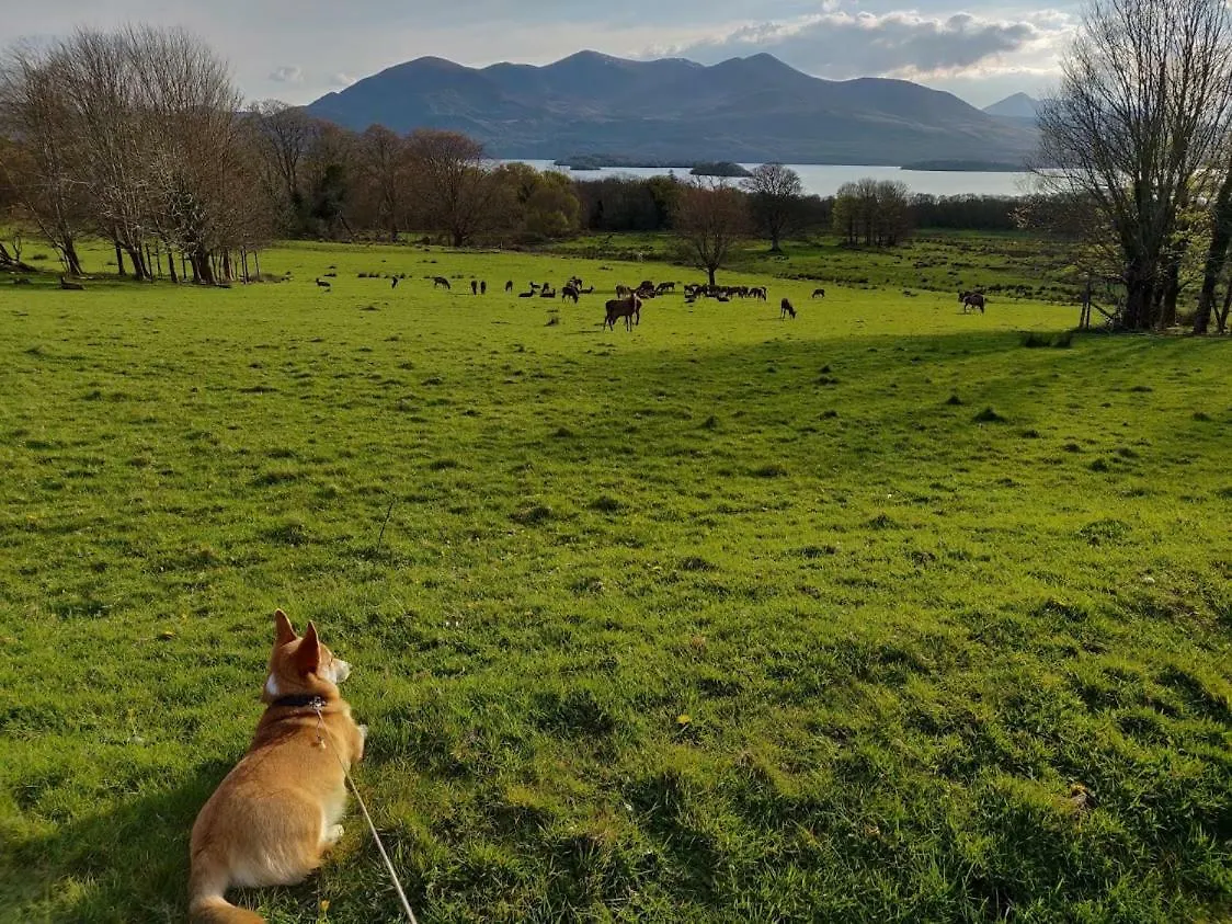 *** Frühstückspension Acara B&B Killarney Irland